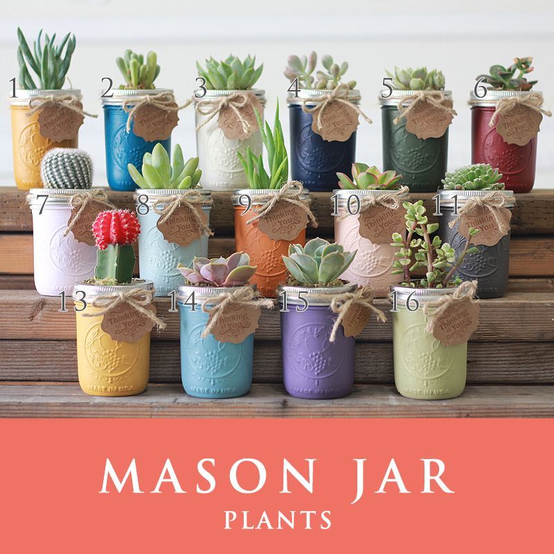 メイソンジャー 多肉植物 サボテン Ball Mason Jar メイソンジャー レギュラーマウス 8oz メイソンジャープランツ 植物 ギフト ４個セット