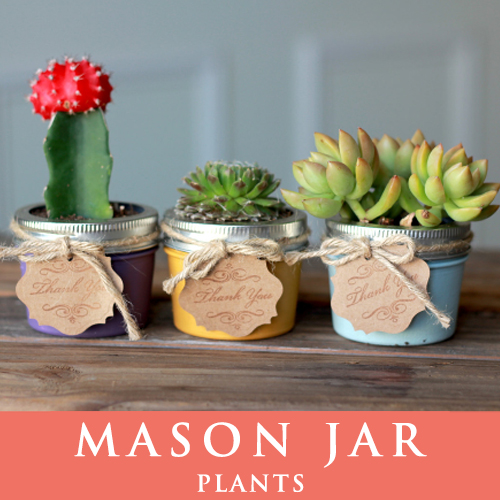 メイソンジャー 多肉植物 サボテン Ball Mason Jar メイソンジャー レギュラーマウス 4oz メイソンジャープランツ 植物 ギフト