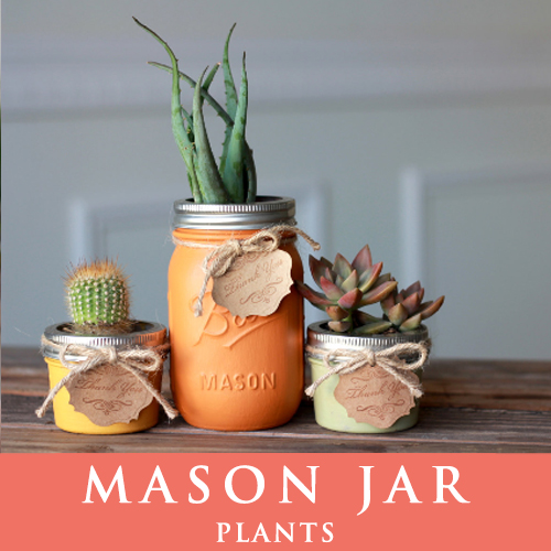 メイソンジャー 多肉植物 サボテン Ball Mason Jar メイソンジャー レギュラーマウス 4oz 16oz メイソンジャープランツ 植物 ギフト ３個セット