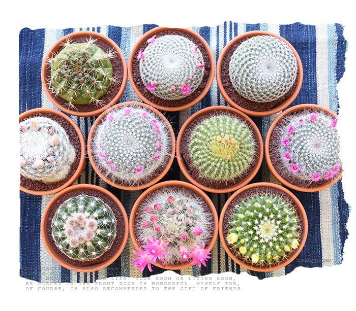 サボテン アソート 【1個】 3.5号 さぼてん インテリア 植物 誕生日 ギフト 贈り物