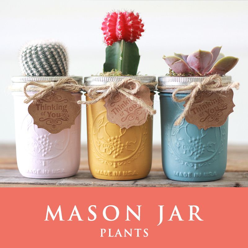 メイソンジャー 多肉植物 サボテン Ball Mason Jar メイソンジャー レギュラーマウス 8oz メイソンジャープランツ 植物 ギフト 3個セット メイソンジャー 多肉植物 サボテン Ball Mason Jar メイソンジャー レギュラーマウス 8oz メイソンジャープランツ 植物 ギフト 3個セット